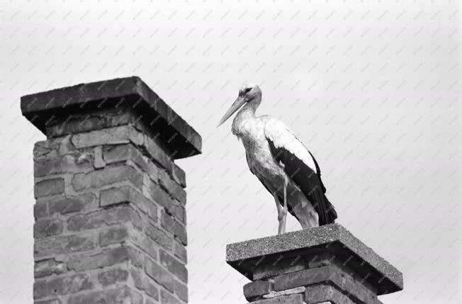 Állatvilág - Megérkeztek a gólyák Balmazújvárosba