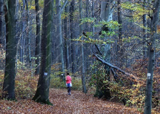 Sport - Budapest - Távfutó edzése az őszi erdőben