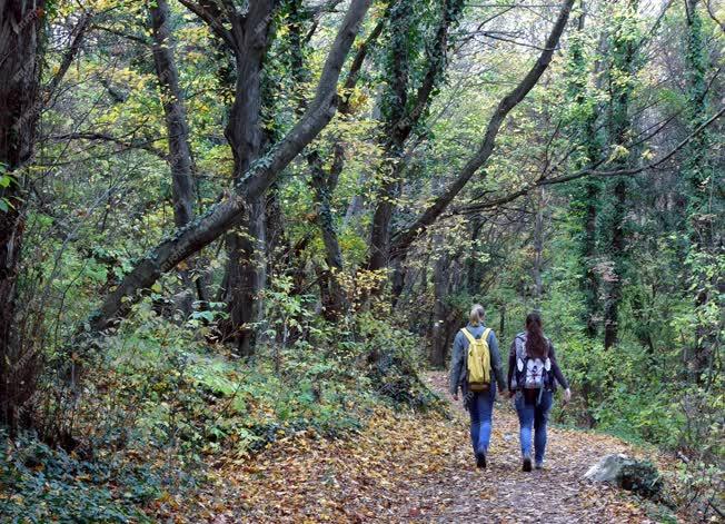 Természetjárás - Budapest - Turisták az őszi Kis-Hárs-hegyen