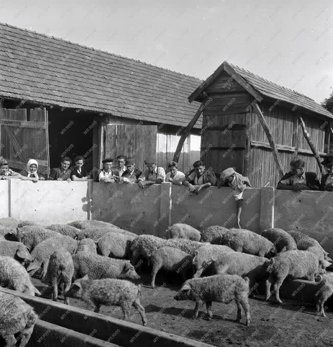 Mezőgazdaság - Kertai Vörös Csillag Termelőszövetkezet