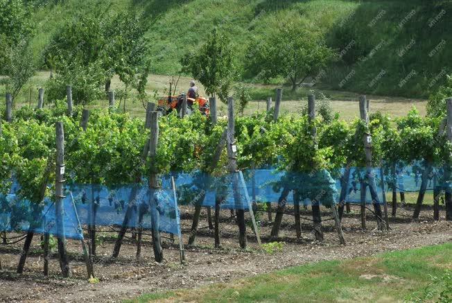 Mezőgazdaság - Tihany - Gondozott szőlőskert