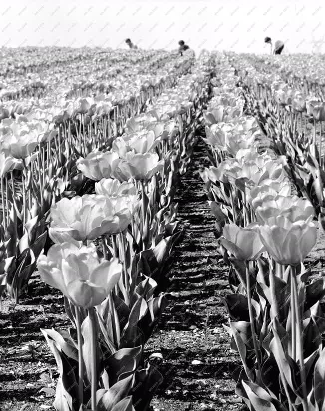 Mezőgazdaság - Kertészet - Tulipán bemutató Soroksáron