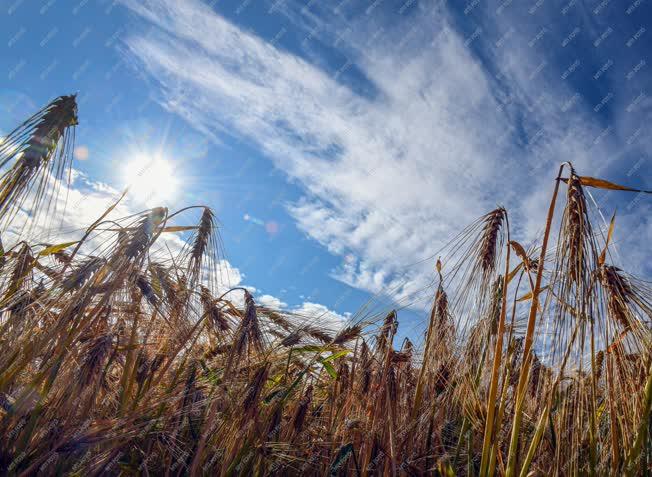 Mezőgazdaság - Debrecen - Beérett az őszi árpa