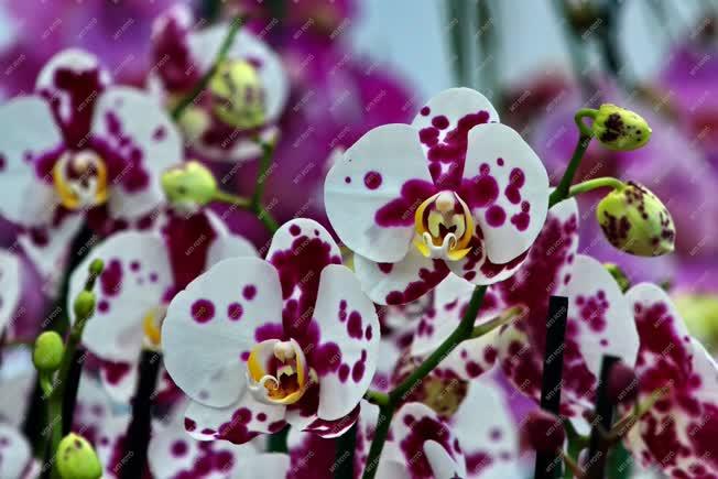 Természet - Dobronak - Orchidea Farm