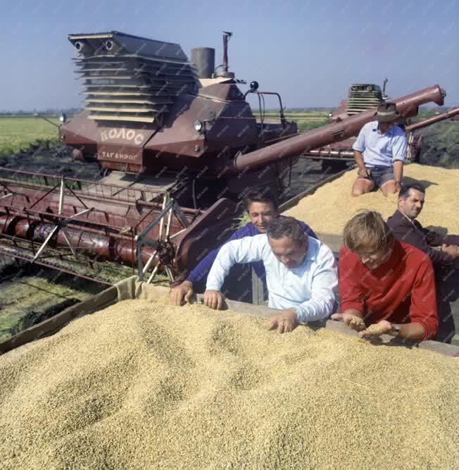 Mezőgazdaság - Aratják a rizst Gyomán