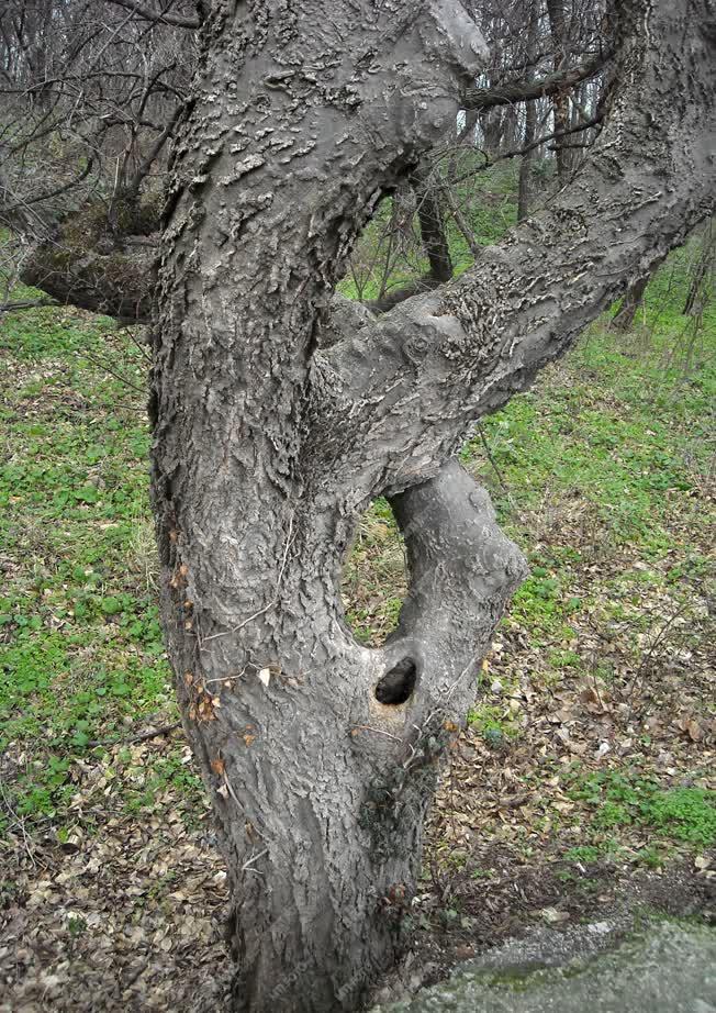 Természet - Különös formájú fa