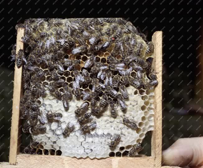 Mezőgazdaság - Gödöllői Kisállattenyésztési Kutató Intézet leányfalui méhészete