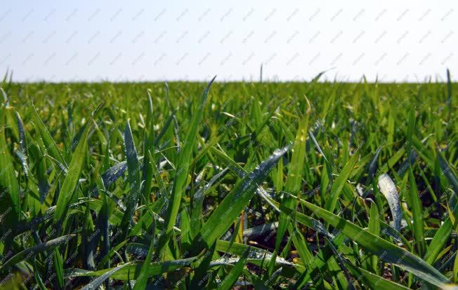 Mezőgazdaság - Jól telelt a gabonavetés Hajdú-Bihar megyében