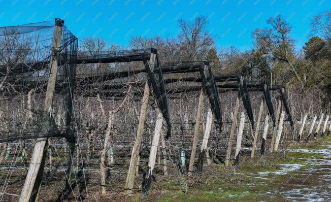 Mezőgazdaság - Metszik az almafákat Debrecen határában