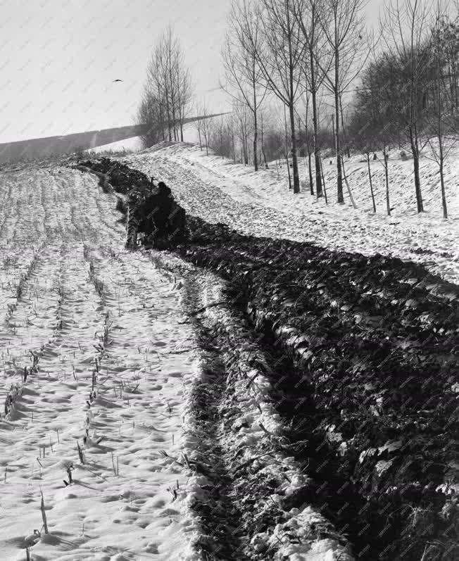 Mezőgazdaság - Hóban is szánt a Jóbarátság Tsz traktorosa