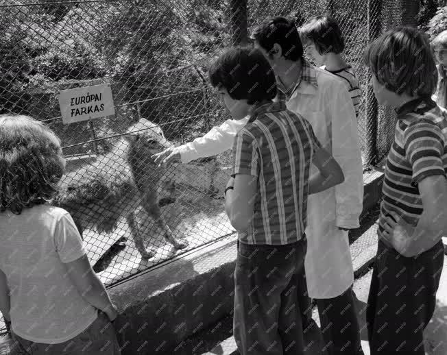 Szórakozás - Nyári iskola a pécsi Állatkertben