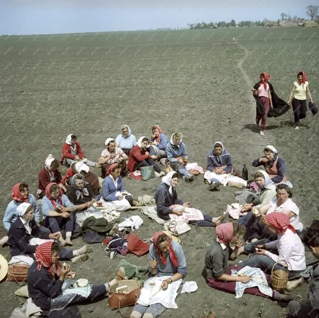 Mezőgazdaság - Makói Kossuth Tsz