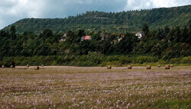 Tájkép - Kismaros - Őszi kikerics borította rét