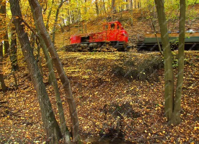 Természet - Őszi erdő - A Szalajka-völgyi erdei vasút