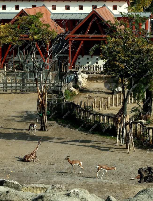 Természet - Budapest - Ősz a fővárosi állatkertben