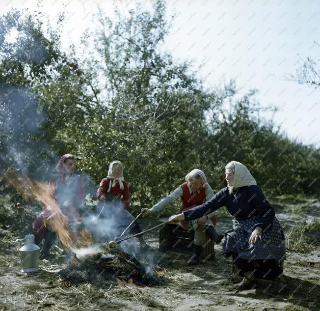 Mezőgazdaság - Almaszüret a Micsurin Tsz-ben 