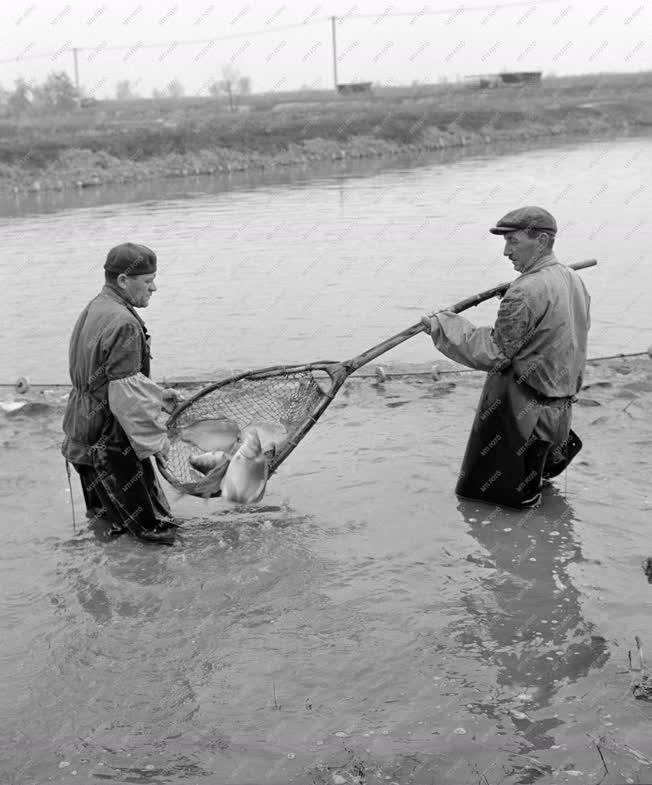 Mezőgazdaság - Őszi lehalászás a Szegedi Tógazdaságban