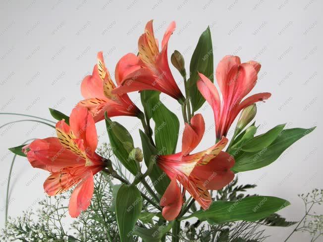 Virág - Alstroemeria