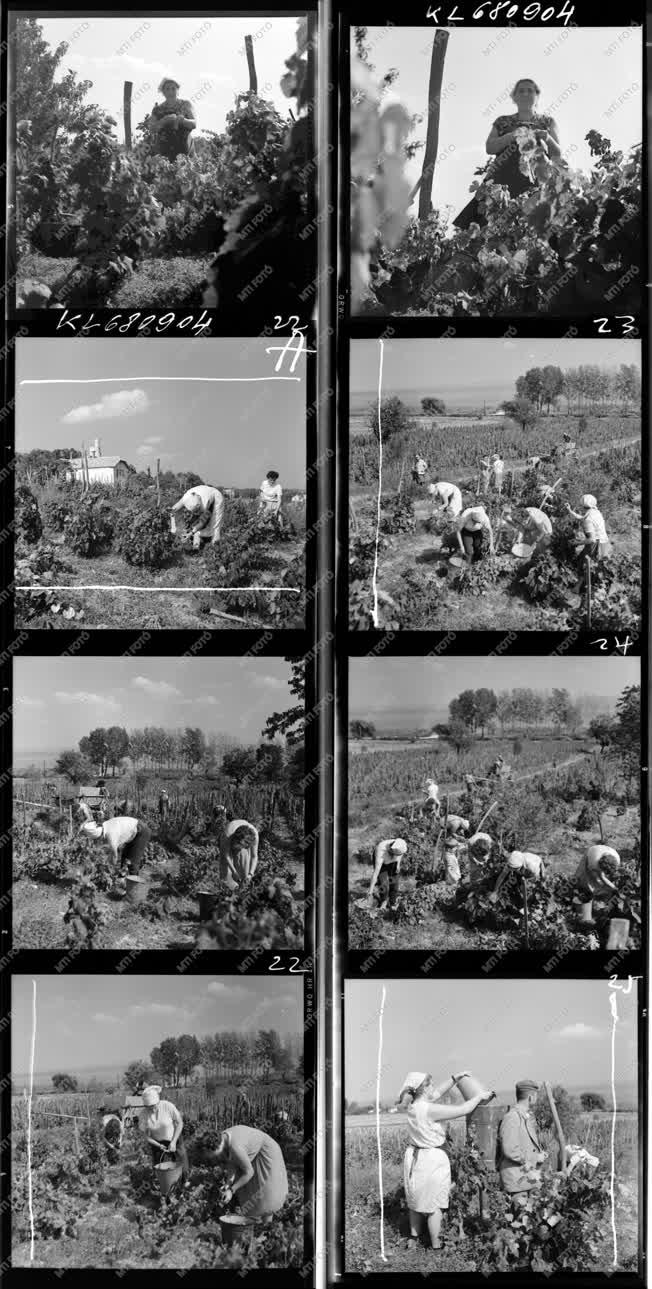 Mezőgazdaság - Szőlőszüret Balatonszepezden