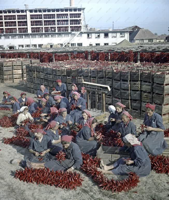 Mezőgazdaság - Fűszerpaprika feldolgozás