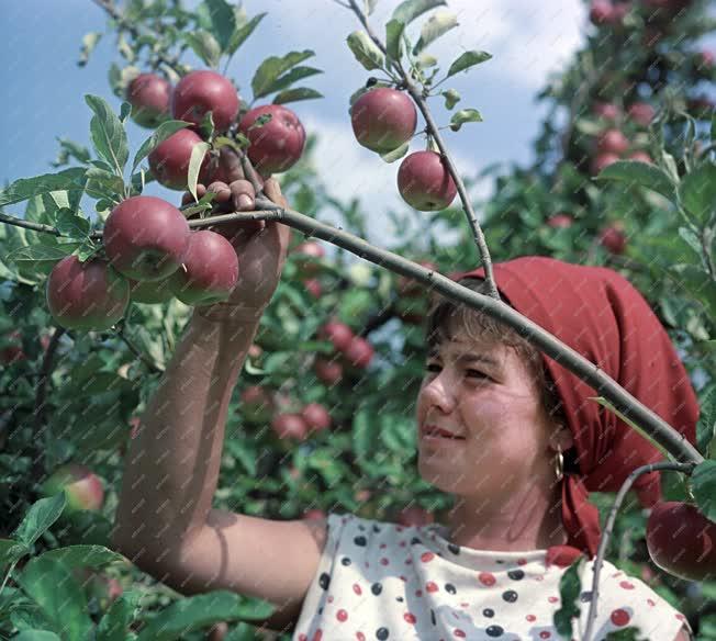 Mezőgazdaság - Almaszüret a dánszentmiklósi Micsurin Tsz-ben