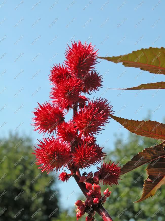 Virág - Ricinus