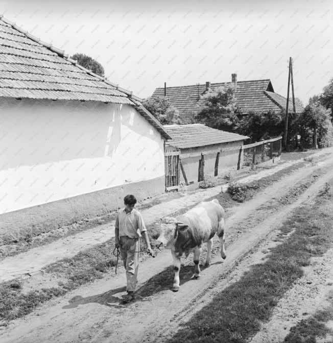 Mezőgazdaság - Szarvasmarha a földúton