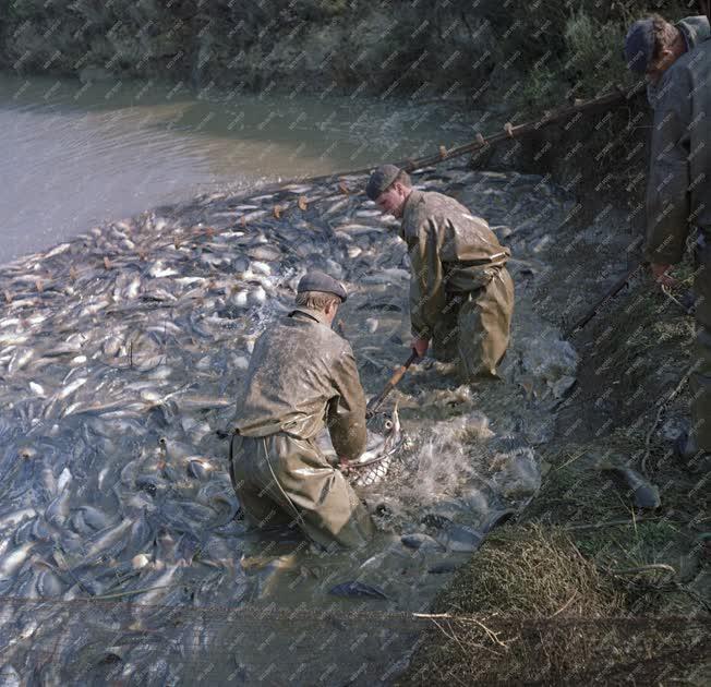 Mezőgazdaság - Őszi lehalászás a Hortobágyon