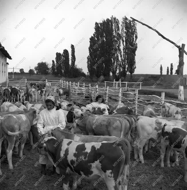 Mezőgazdaság - Állami gazdaságok - Bikaborjak