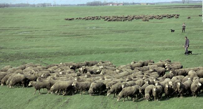 Mezőgazdaság - Birkanyáj a tavaszi legelőn