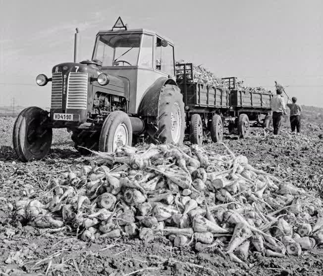 Mezőgazdaság - Egyetemisták segítik a munkát a Gödöllői Agrártudományi Egyetem nagygombosi gazdaságában