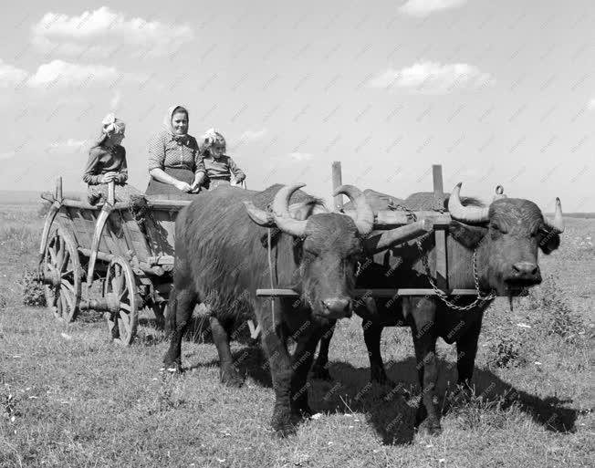 Mezőgazdaság - Állattenyésztés - Bivalytenyésztés