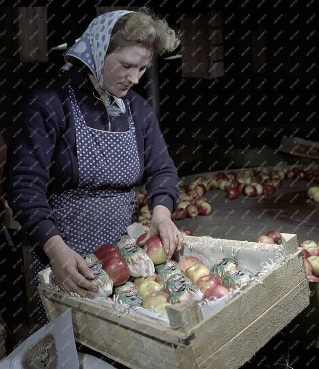 Mezőgazdaság - Szedik a szabolcsi jonatán almát