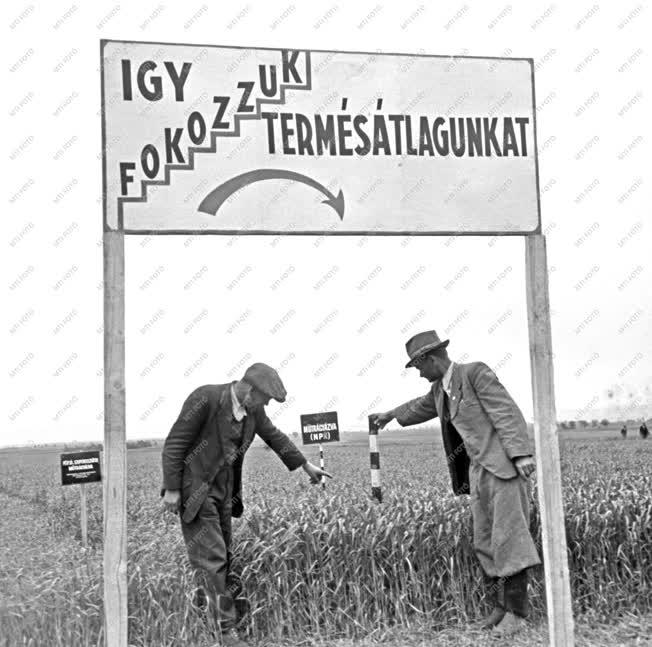 Mezőgazdaság - Műtrágyázás 1950-ben