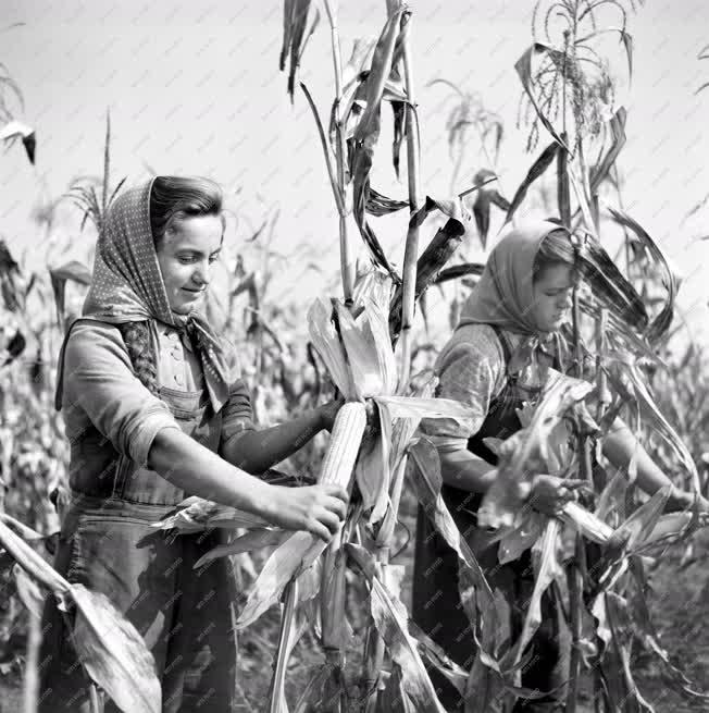 Mezőgazdaság - Kukorica betakarítás  
