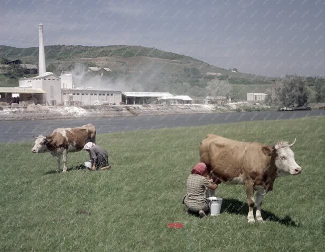 Ipar - Kaolin őrlőüzem Szegin a Bodrog folyó partján