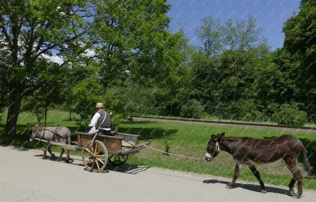 Életkép - Szentendre - Szamaras fogat a skanzenben