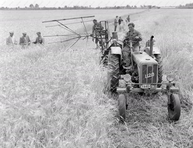 Mezőgazdaság - Aratják a gabonát Szászbereknél