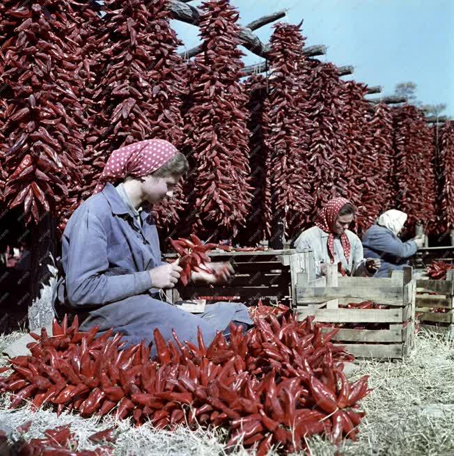 Élelmiszeripar - Kalocsai paprika feldolgozása