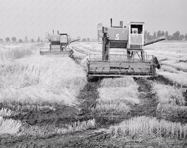 Mezőgazdaság - Aratják a rizst Csongrádban