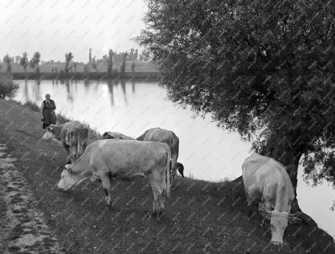 Mezőgazdaság - Életkép - Tisza parton legelő tehenek