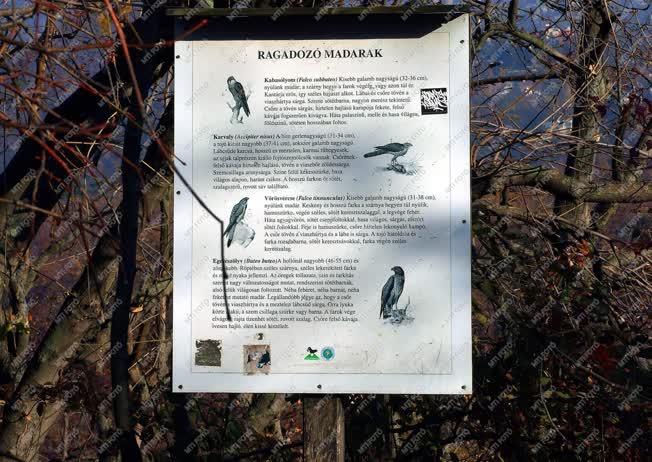 Tárgy - Budapest - Ragadozó madarakat ismertető tábla 