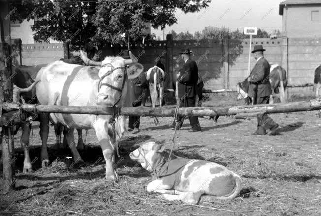 Mezőgazdaság - Ünnep a mezőgazdasági munka jegyében