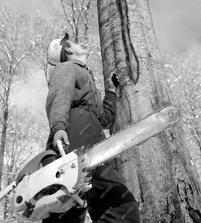 Téli fakitermelés a Mátrai Erdőgazdaságban
