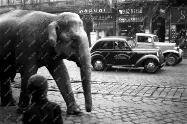 Érdekesség - Elefántok a körúton