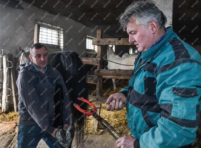 Állattenyésztés - Hortobágy - Lópatkolás a mátai ménesben