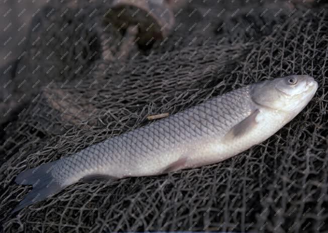 Természet - Domolykó hal