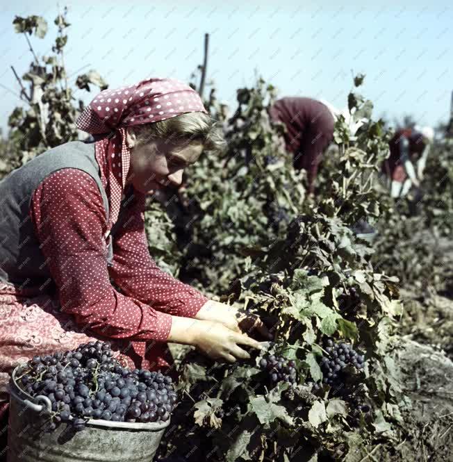 Mezőgazdaság - Szőlőszüret a Micsurin Tsz-ben