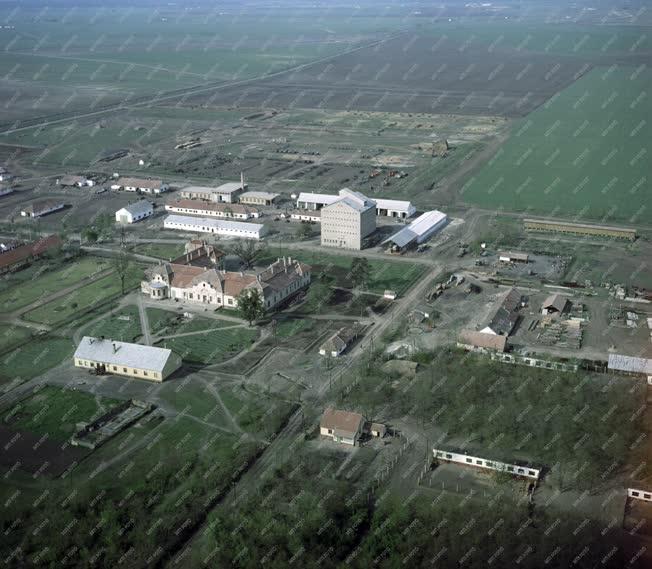 Mezőgazdaság - A Középtiszai Állami Gazdaság bánhalmai központja