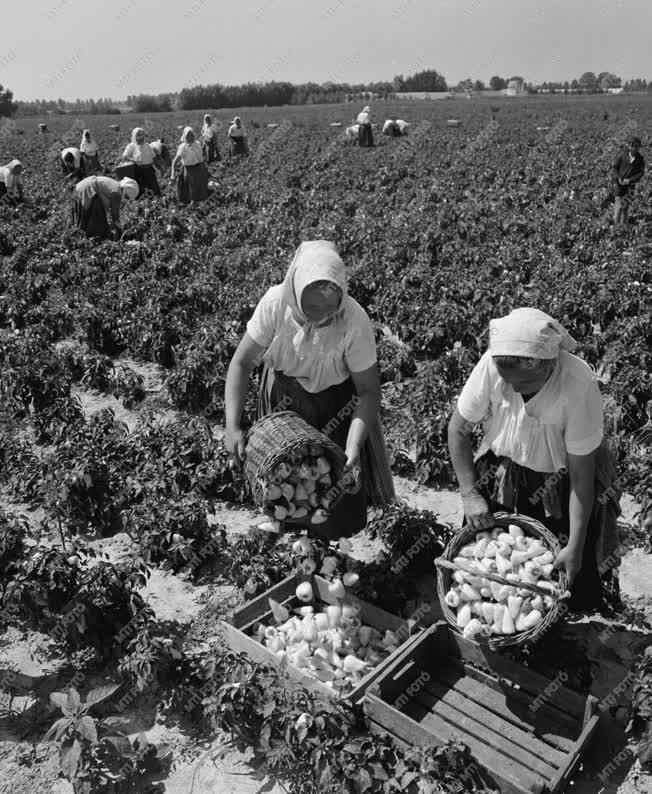 Mezőgazdaság - Paprikaszedés - Bogyiszlói paprika